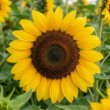 Giant Sunflower Seeds For Planting
