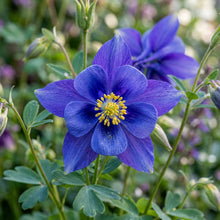 Aquilegia Clematiflora Blue Flower Seeds For Planting
