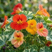 Nasturtium Tom Thumb Alaska Mix Flower Seeds For Planting