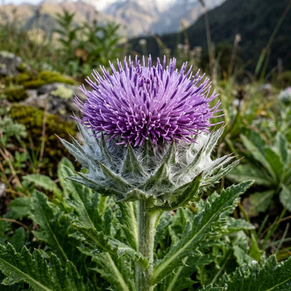 Saussurea Nepalensis Seeds