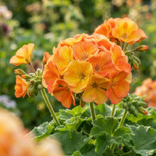 Orange and Yellow Geranium Flower Seeds for Garden Planting