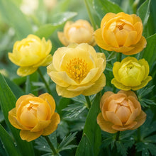 Trollius europaeus Flower Seeds for Planting
