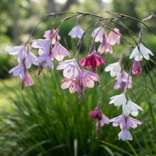 Angel's Fishing Rods (Dierama) Seeds for Planting