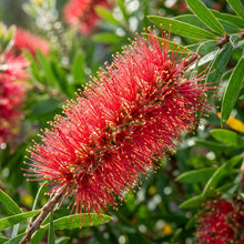 Callistemon citrinus Flower Seeds for Planting