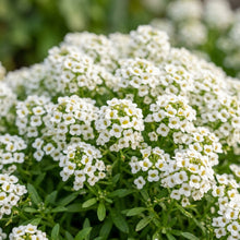 White Alyssum 'Snow' Seeds for Planting