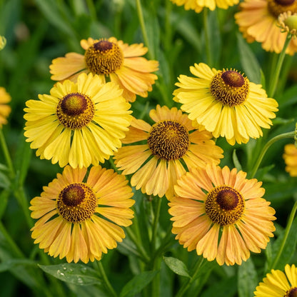 Helenium puberulum Flower Seeds for Planting