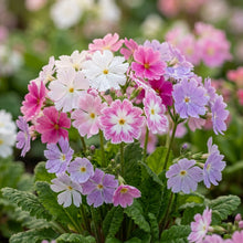 Sakurasou Japanese Flower Seeds for Planting
