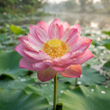 Nelumbo Nucifera Lotus Pink Water Plant Seeds - Lotus Flower Seeds for Garden