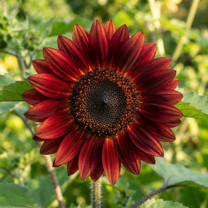 Sunflower Ruby Passion Seeds - Red Sunflower Seeds for Garden