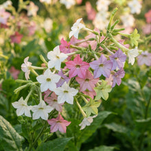 Meadow Tobacco Seeds - Nicotiana Flower Seeds for Garden
