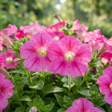 Bright Pink Petunia Seeds - Pink Petunia Flower Seeds for Garden