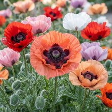 Papaver Orientale New Hybrids Seeds - Perennial Poppy Flower Seeds for Garden