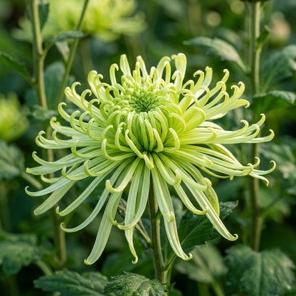 Green Spider Chrysanthemum Flower Seeds for Planting