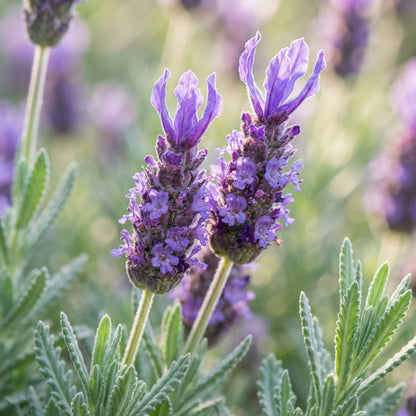 French Lavender Seeds for Planting
