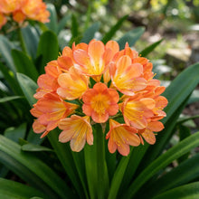 Nema Clivia Flower Seeds for Planting