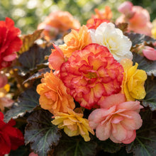 Begonia Tuberhybrida Non Stop Mocca Mixed Seeds for Planting