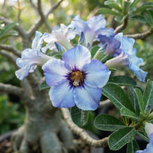 Blue and White Desert Rose Adenium Seeds for Planting