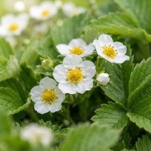 Alpine Alexandria Strawberry Seeds for Planting