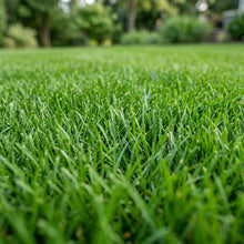 Lawn Grass Seeds for Garden and Landscape Use
