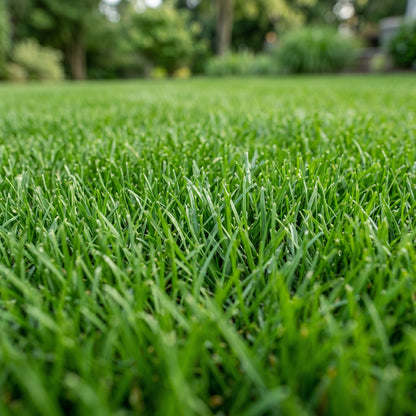 Lawn Grass Seeds for Garden and Landscape Use