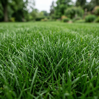 Tall Fescue Grass Seeds for Lawn and Landscape Growing