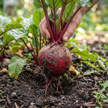 Beet Seeds Root Vegetable Plant for Garden Growing