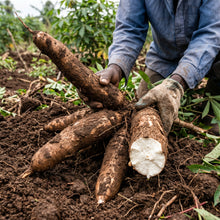 Cassava Tree Seeds for Planting