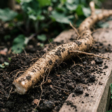 Takinogawa Long Burdock Seeds for Home Garden Planting
