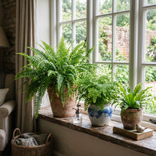Mixed Fern Pteridophyta Plant Seeds – Decorative Fern Mix