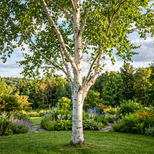 White Paper Birch Seeds Betula papyrifera Deciduous Birch Tree Seeds