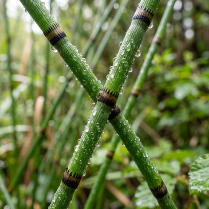 Horsetail Plant (Equisetum hyemale) – Horsetail Reed Live Plant