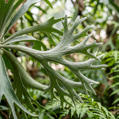 Platycerium Fern Spores – Staghorn Fern Planting Material