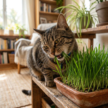 Cat Grass Seeds – Oat Grass Seeds for Pet Grass Growing