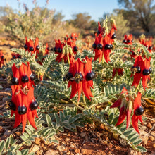Sturt's Desert Pea Flower Seeds for Planting