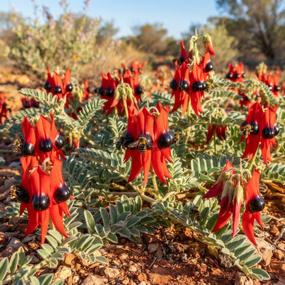 Sturt's Desert Pea Flower Seeds for Planting
