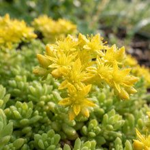 Sedum sarmentosum Succulent Seeds for Planting