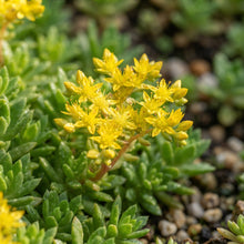 Sedum sarmentosum Succulent Seeds for Planting