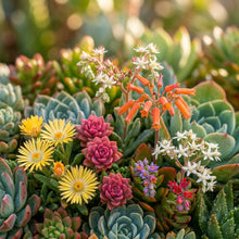 Mixed Succulent Seeds for Planting