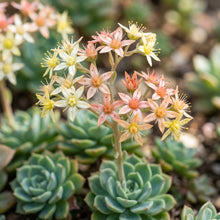 Stella Succulent Seeds for Planting