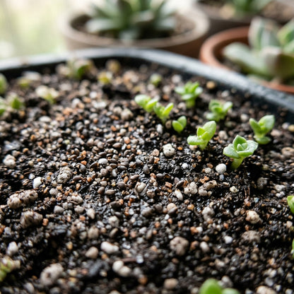 Stella Succulent Seeds for Planting