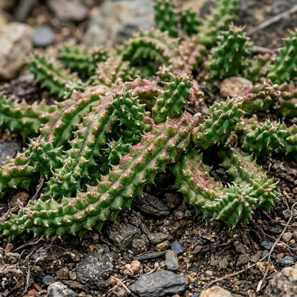 Edithcolea grandis Persian Carpet Flower Seeds for Planting