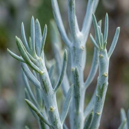 Senecio kleinia Seeds for Planting