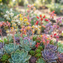 Succulent Flower Seeds for Planting