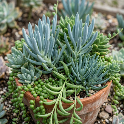 Mixed Senecio Succulent Seeds for Planting