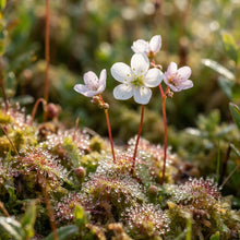Sundew (Drosera) Seeds for Planting