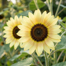 Sunflower Lemon Striker Seeds – Golden Seasonal Blooms