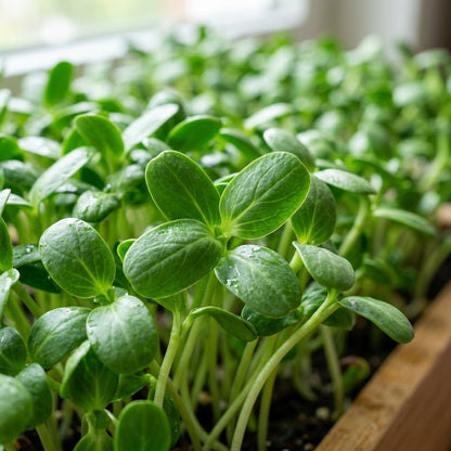 Sunflower Microgreen Seeds For Planting