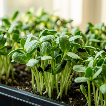 Sunflower Microgreen Seeds For Planting