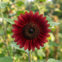 Sunflower 'Moulin Rouge' Seeds for Planting