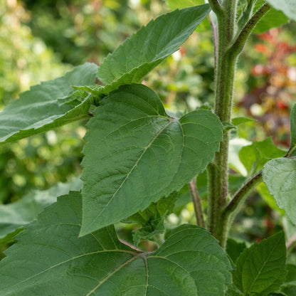 Sunflower Ruby Passion Seeds - Red Sunflower Seeds for Garden